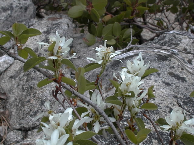.....and wild flowers......