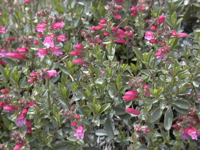 .......the capet of flowers is stunning....