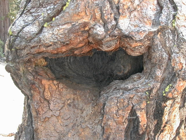 A Mouthy tree